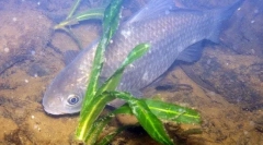 Karas
